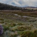 Wombat munching grass in Tasmania grasslands