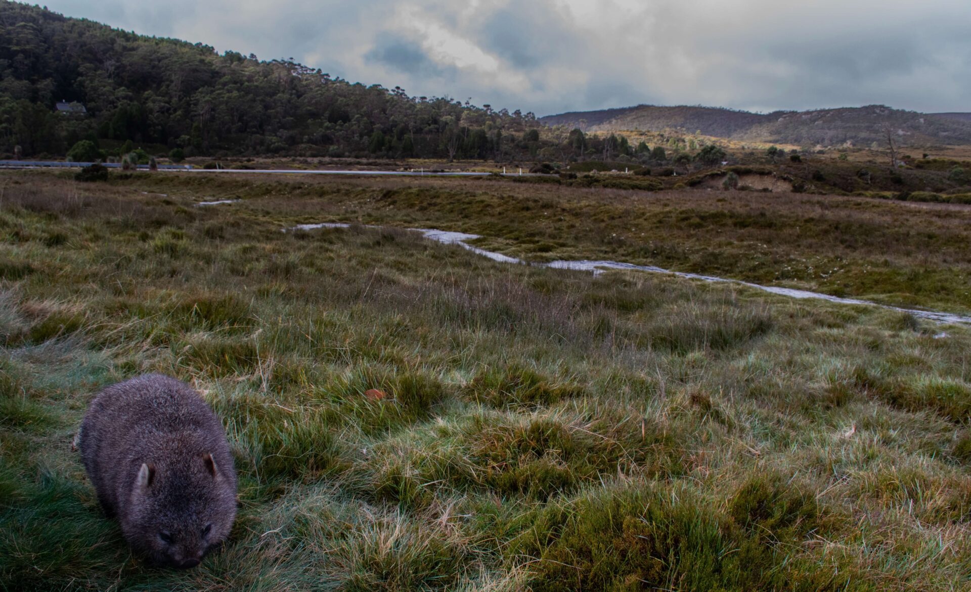 Wombat munching grass in Tasmania grasslands