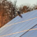 Bird sits on top of solar panel