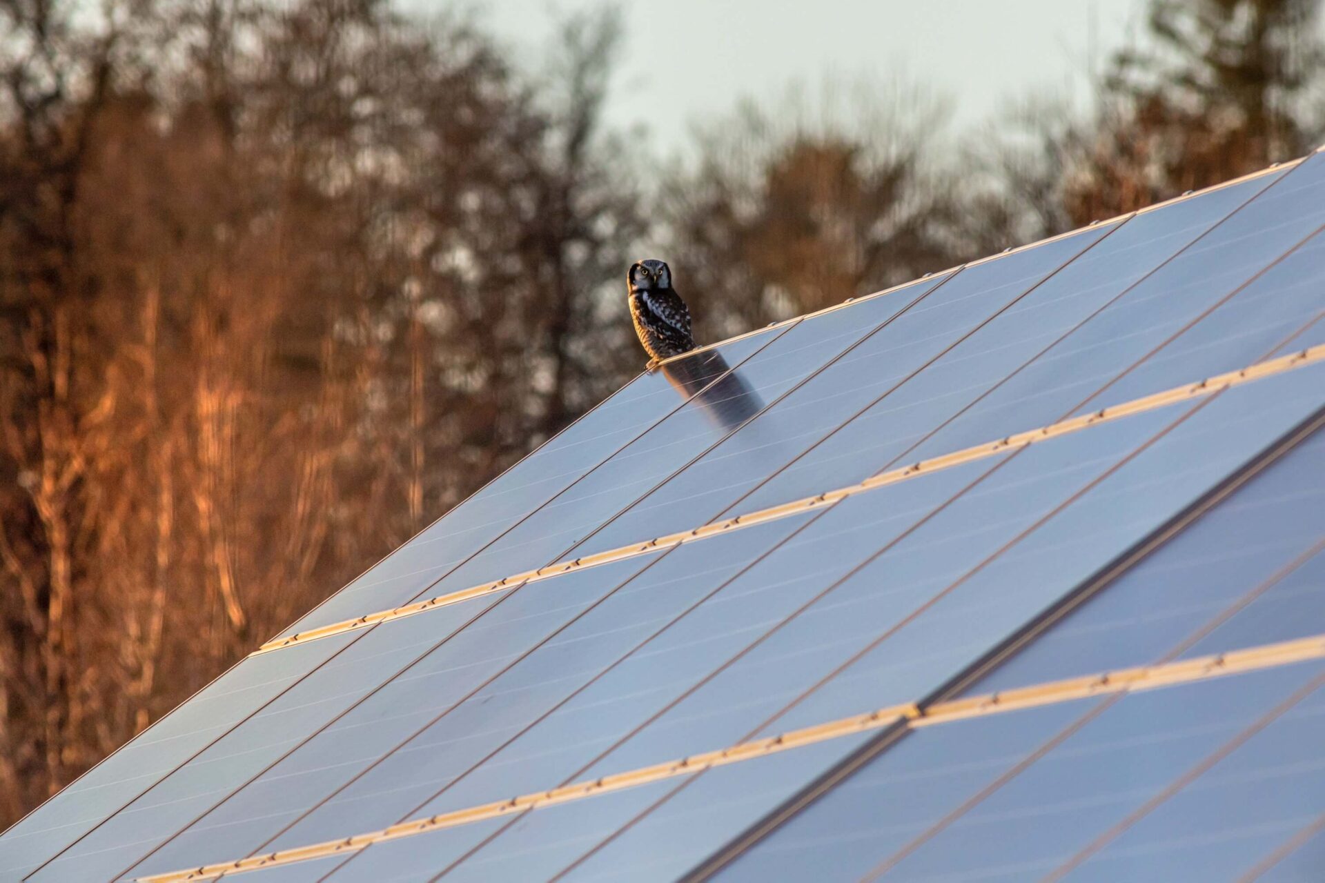 Bird sits on top of solar panel