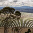 Landscape view of solar farm in Uralla, NSW, with a gum tree in the foreground.
