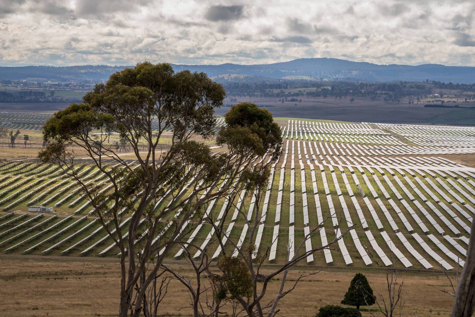 Landscape view of solar farm in Uralla, NSW, with a gum tree in the foreground.